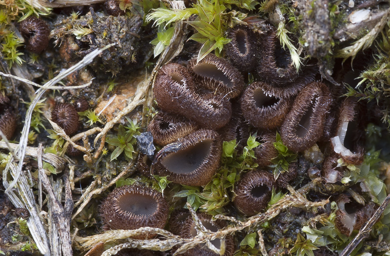 Trichophaea gregaria